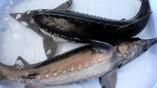 Tổng cục Quản lý thị trường tiết lộ "bí mật" cá tầm siêu rẻ của Trung Quốc