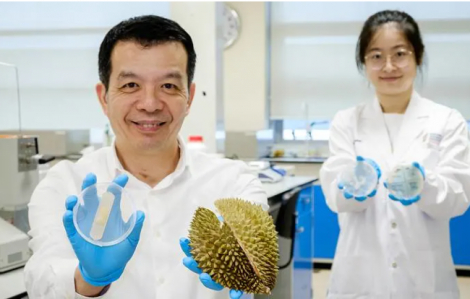 Singapore biến vỏ sầu riêng thành băng dán kháng khuẩn