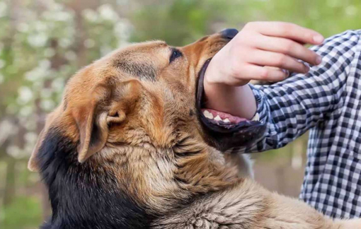 Nhiều trường hợp tử vong vì chủ quan không tiêm phòng sau khi bị chó cắn