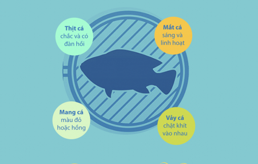 [Infographic] Những bộ phận của cá không nên ăn