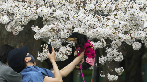 Hoa anh đào nở sớm ở Nhật Bản vì biến đổi khí hậu