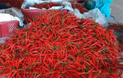 "Trung Quốc cấm nhập khẩu ớt từ Việt Nam" là tin giả ngày Cá tháng Tư