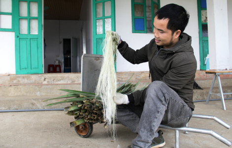 Biến lá dứa thành sợi để may hàng thời trang