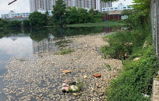 Cá chết bất thường nổi trắng hồ nước cạnh chung cư Ehome 3