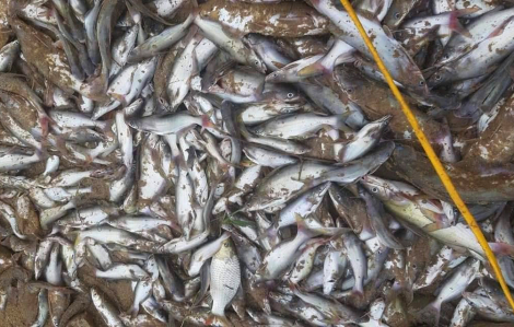 Cá chết dạt vào bờ biển ở Nghệ An khiến người dân lo lắng