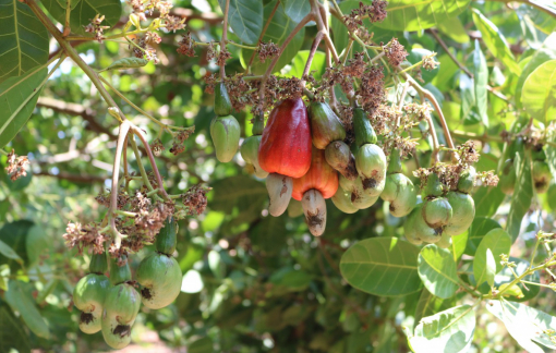 Hạt điều tươi tại vườn còn 22.000-24.000 đồng/kg