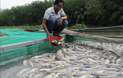 Nông dân khóc ròng khi cá bè trên sông Sài Gòn chết trắng