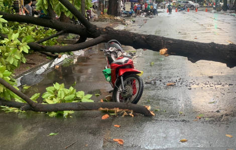 TPHCM: Mưa lớn, cổ thụ bật gốc ngã đè 2 người bị thương