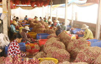 Tồn đọng 50.000 tấn hành tím, Sóc Trăng kêu gọi giải cứu