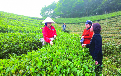 Làm sống lại vùng chè một thời vang bóng