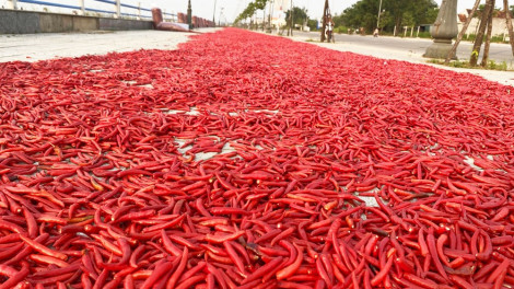 Giá ớt còn 3.000 - 4.000 đồng/kg, dân phơi đỏ đường