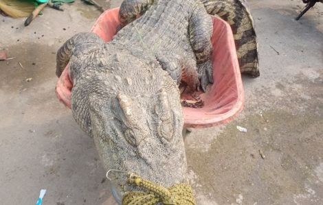 Chưa xác định nguồn cá sấu sổng chuồng ra kênh ở Sài Gòn