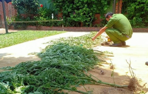 Phát hiện người phụ nữ trồng cần sa để... chữa bệnh mất ngủ