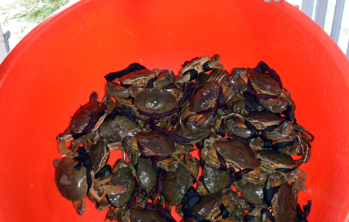 Trước lễ 30/4, giá cua biển Cà Mau lên gần 1 triệu đồng/kg