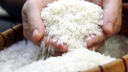 Gạo ST24, ST25 có thể bị chiếm thương hiệu ở nhiều nước