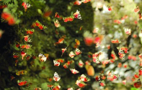 Thung lũng bướm độc đáo ở Petaloudes