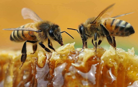 Ong mật có thể là chìa khóa giúp các nước nghèo xét nghiệm nhanh COVID-19