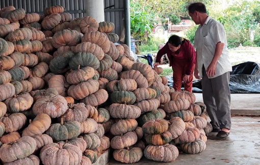 Bí ngô… "bí" đầu ra, người trồng phải nấu cho bò ăn