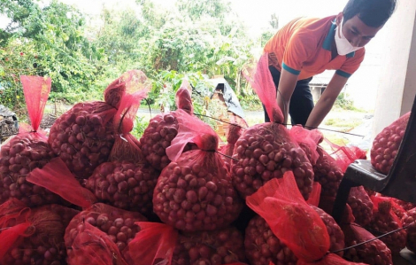 10 ngày “giải cứu” được 30 tấn hành tím qua sàn thương mại điện tử