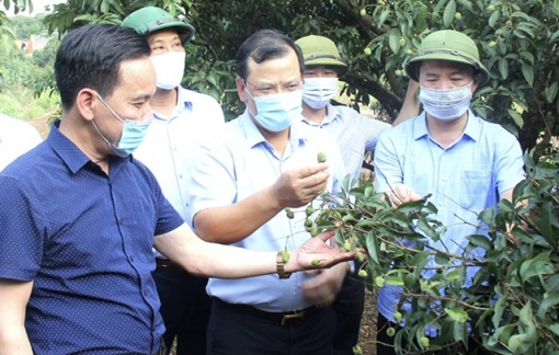 Bắc Giang lên kế hoạch đón 190 thương nhân Trung Quốc tới thu mua vải thiều
