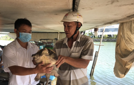 Bình Định: Phát hiện rùa nước ngọt, quý hiếm lớn nhất thế giới