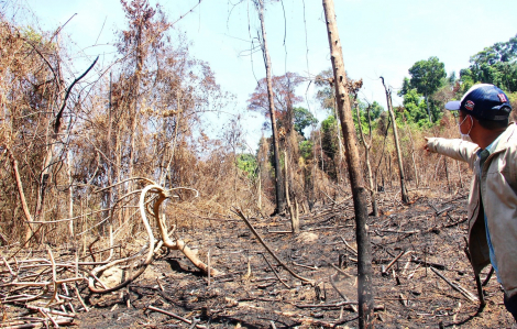 Quảng Nam: Đốt thực bì để trồng rừng, đốt luôn rừng tự nhiên