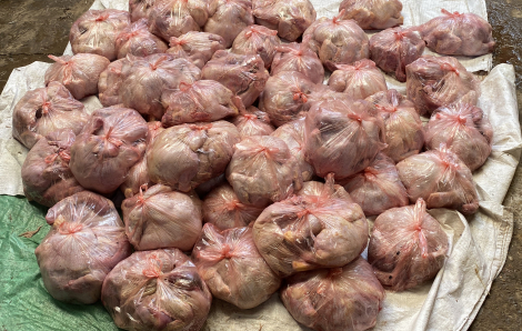 Hơn 3 tấn thịt gà thối bị phát hiện khi sắp tuồn ra thị trường