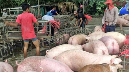 Ngừng nhập khẩu heo sống từ Thái Lan do phát hiện heo nhiễm dịch tả châu Phi