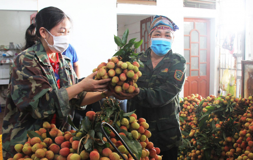 Vải Bắc Giang bị ép giá còn 2.000 đồng/kg là không đúng sự thật