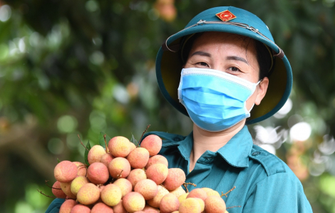 Dân quân xuống vườn giúp người dân Bắc Giang thu hoạch loại vải sớm