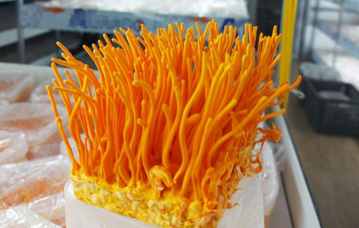 Nhộng trùng thảo đang được rao là “nấm đông trùng hạ thảo”