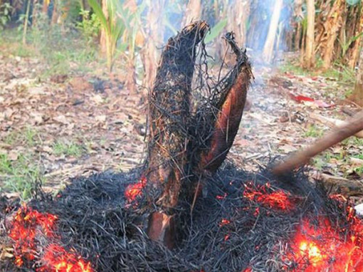 Tháng 6, ra đồng "nhặt" cá lóc mắc cạn