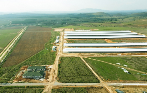 Tổ hợp trang trại bò sữa của Vinamilk tại Lào dự kiến đi vào hoạt động vào quý I/2022