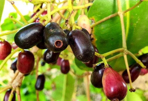 Điểm danh 5 loại trái cây nhắc là nhớ đến miền Tây