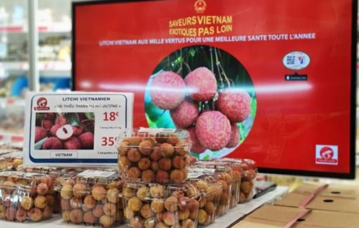 Vải thiều Hải Dương đi Pháp, giá nửa triệu đồng 1kg