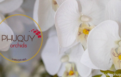 Hoa Lan Phú Quý - Thương hiệu hoa lan hồ điệp hàng đầu
