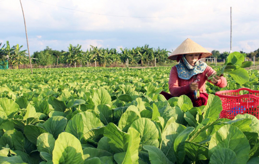 Ra tay "giải cứu" rau xanh cho nông dân trong mùa dịch