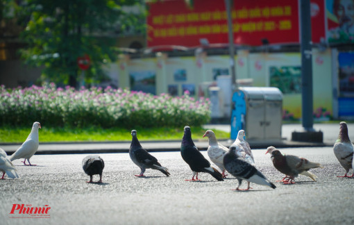 Đường vắng, chim bồ câu vô tư bay nhảy