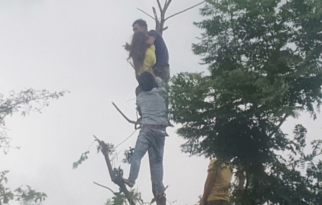 Trèo lên cây chặt lá cho dê, người phụ nữ ở Đắk Lắk bị điện giật tử vong