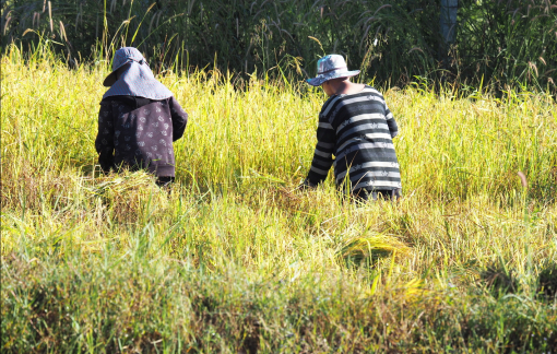 Bữa cơm nghèo yêu thương