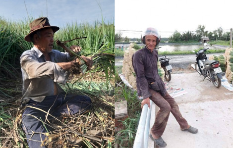Những lão nông miền Tây cắt cả ruộng sả gửi Sài Gòn