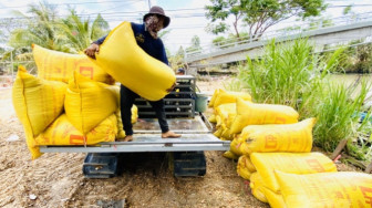 Các ngân hàng sẽ “bơm” tiền cho doanh nghiệp  thu mua lúa gạo