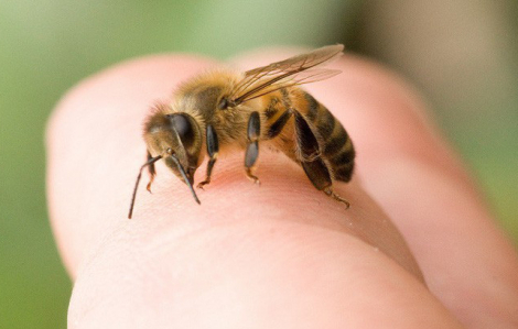 Bé 2 tuổi tử vong vì bị ong vò vẽ nuôi tấn công