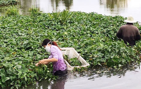 Cô cán bộ Hội lội ruộng cắt rau