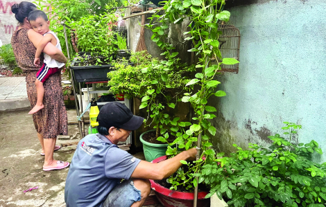 Rủ nhau trồng rau những ngày giãn cách