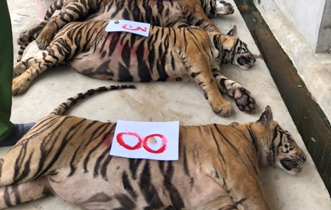 8 con hổ nuôi nhốt ở Nghệ An đã chết