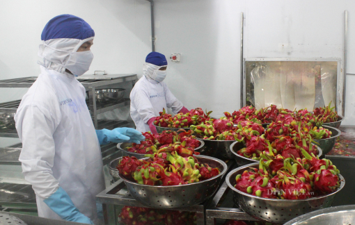 Trái cây xuất khẩu gặp khó vì thông tin dính virus SARS-CoV-2