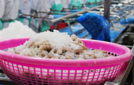 Một công ty thủy sản ở Cà Mau cho 90 công nhân sơ chế tôm, vi phạm phòng chống dịch