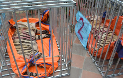 Vụ 17 con hổ Đông Dương nuôi trong nhà dân: Người nuôi là vợ công an viên