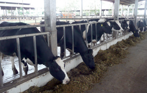 Công ty sữa Đà Lạt bị phạt hơn 300 triệu đồng vì xả thải ra nguồn nước ngầm